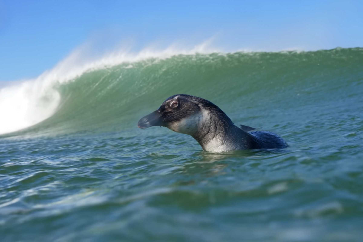 Surfing with a Penguin | Surf's Up for Real